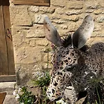 Le Clos De L'ane Dentelle 4*